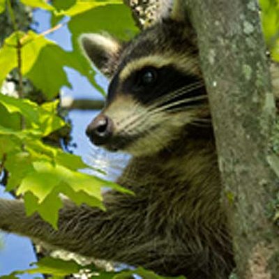 Waschbär