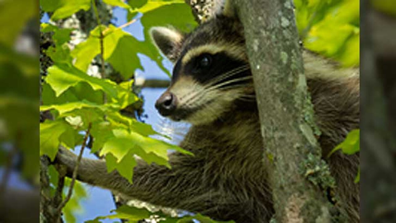 Waschbär