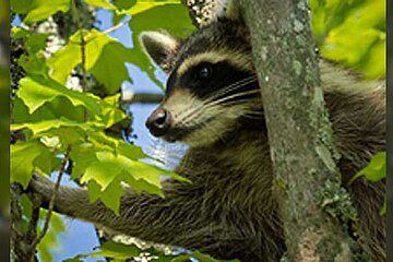 Waschbär