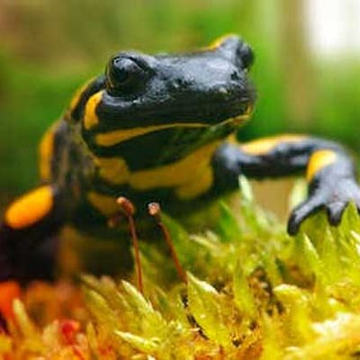 Feuersalamander