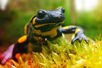 Feuersalamander