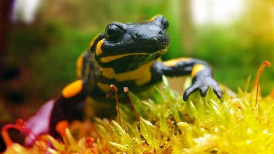 Feuersalamander