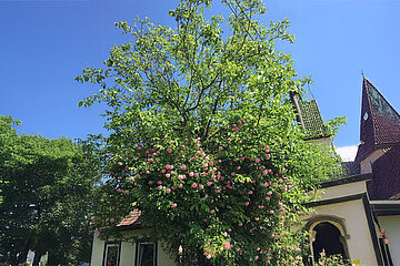 Kletterrose