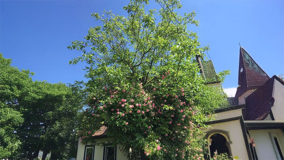 Kletterrose