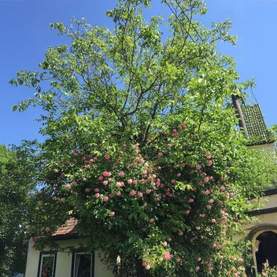 Kletterrose