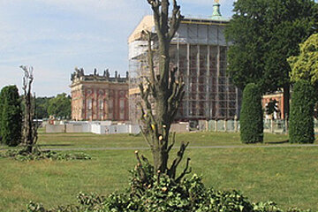 Pyramideneichen