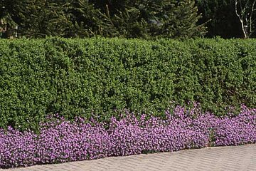 Ligusters ‚Atrovirens