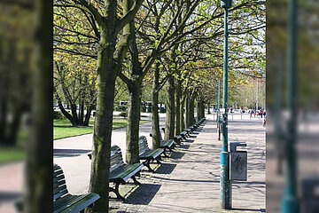 Stadtbäume