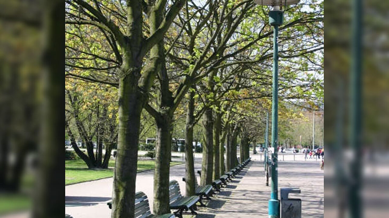 Stadtbäume