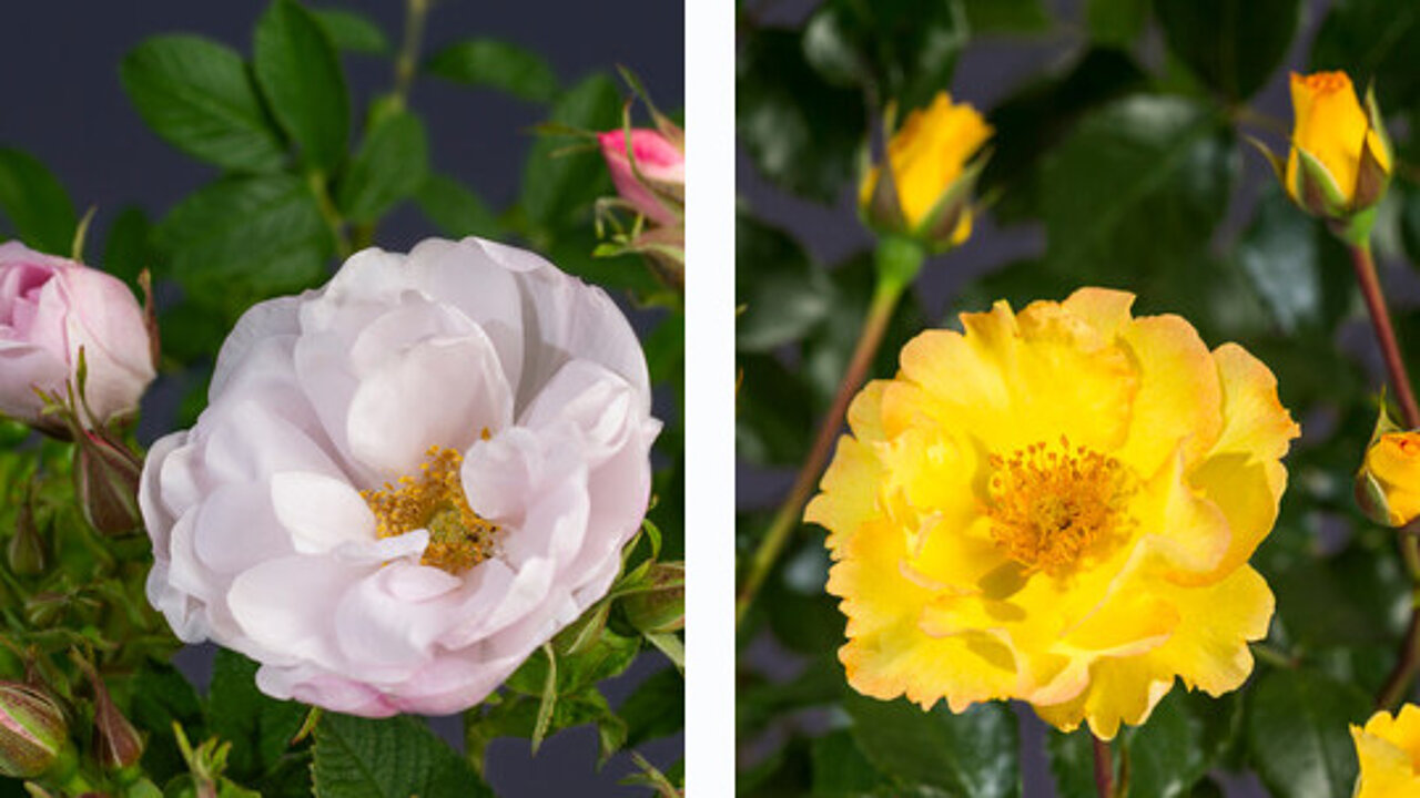 Excellence Roses