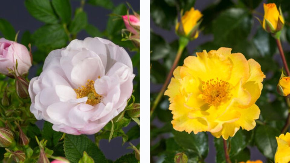 Excellence Roses