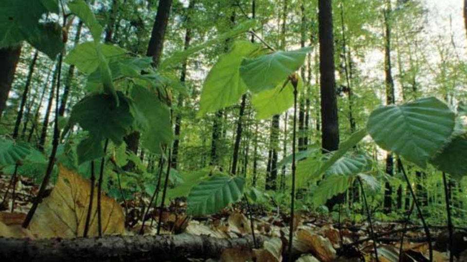 Hohe Schrecke Wald
