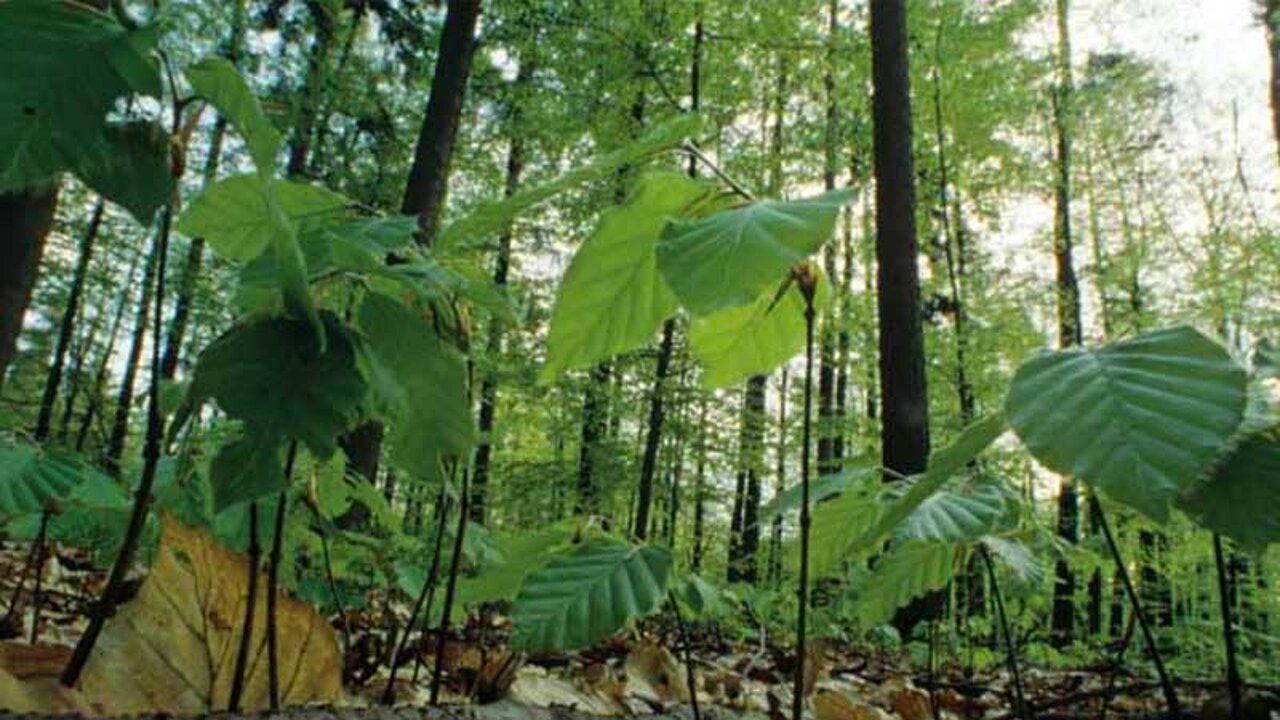 Hohe Schrecke Wald
