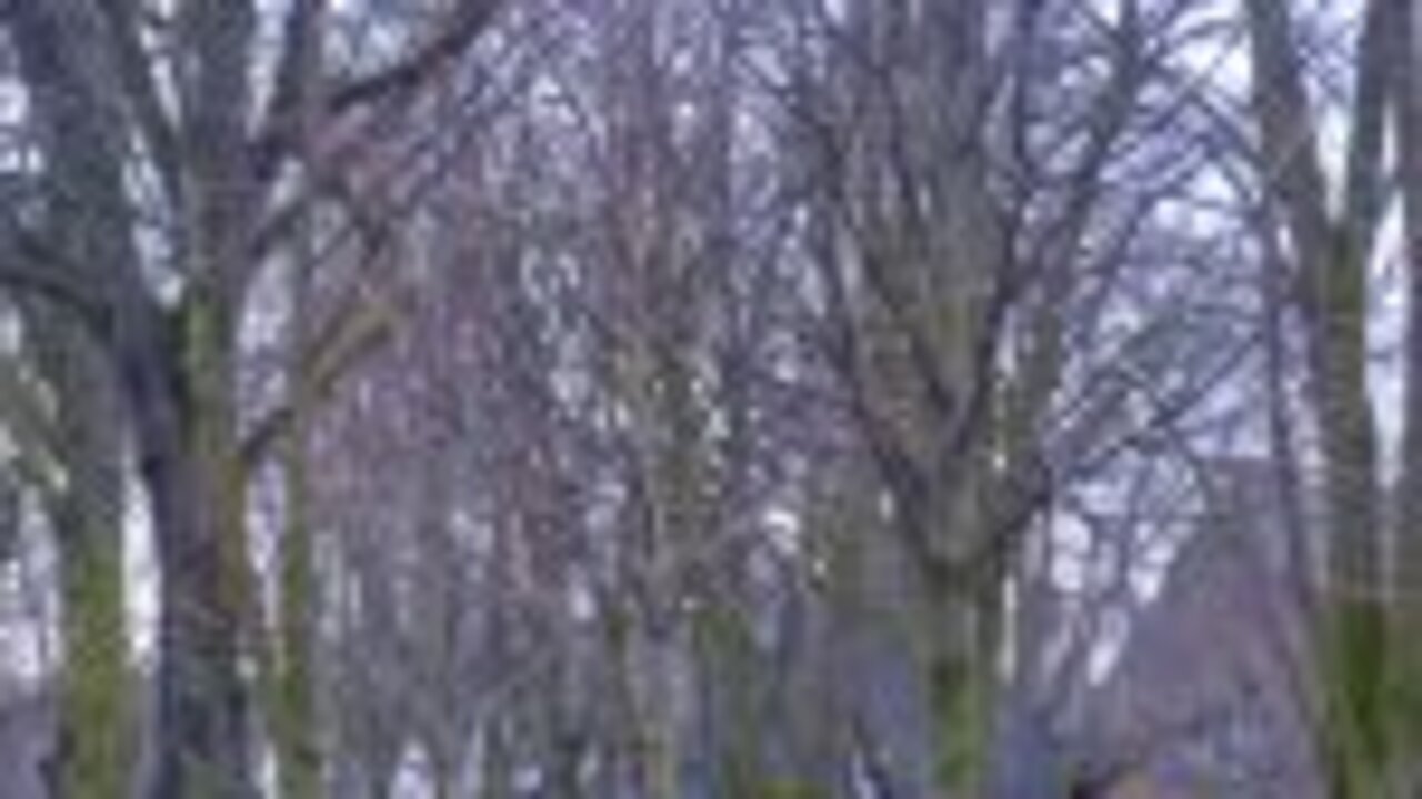 Neu gepflanzte Bäume