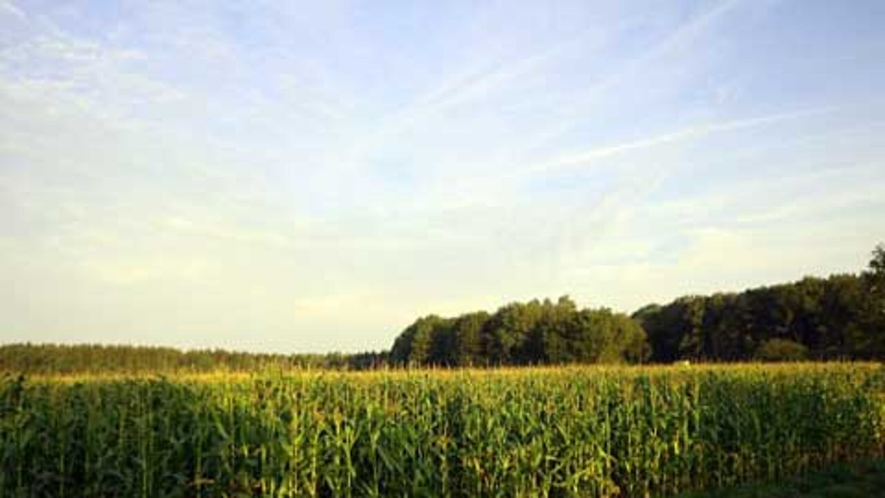 Klimawald