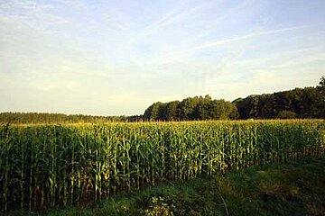 Klimawald