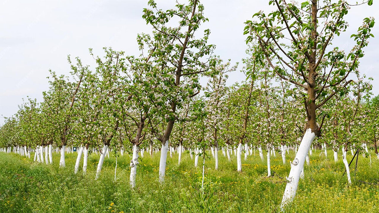 Streuobstwiese