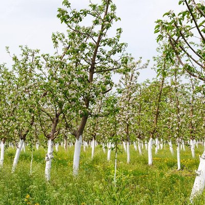 Streuobstwiese