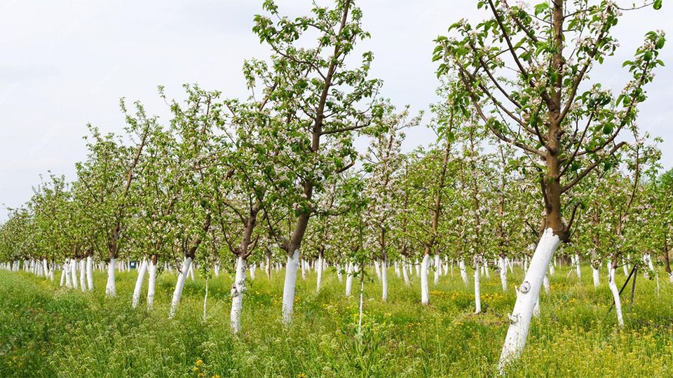 Streuobstwiese