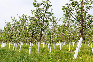 Streuobstwiese