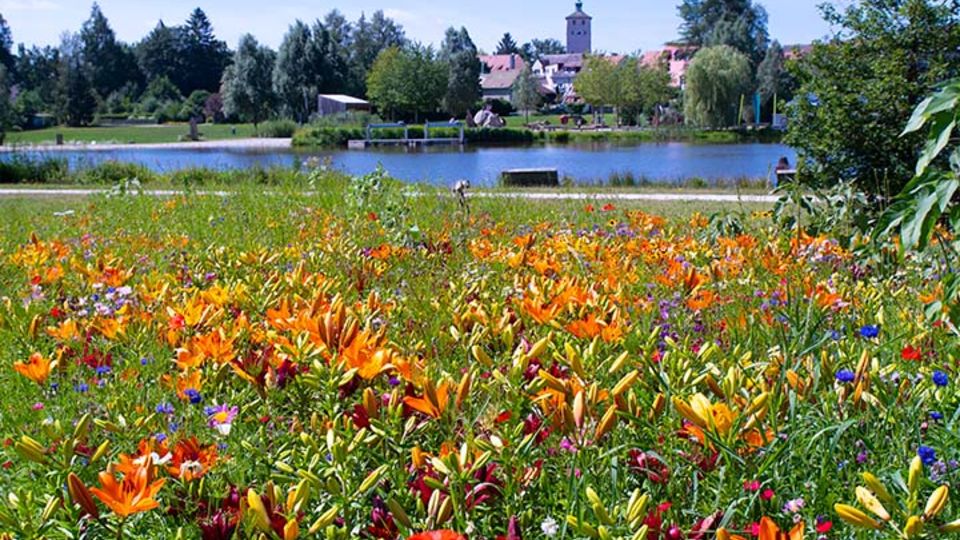 Wildblumenwiese