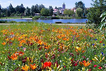 Wildblumenwiese