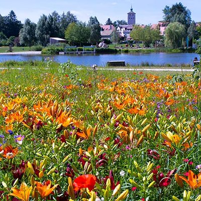 Wildblumenwiese
