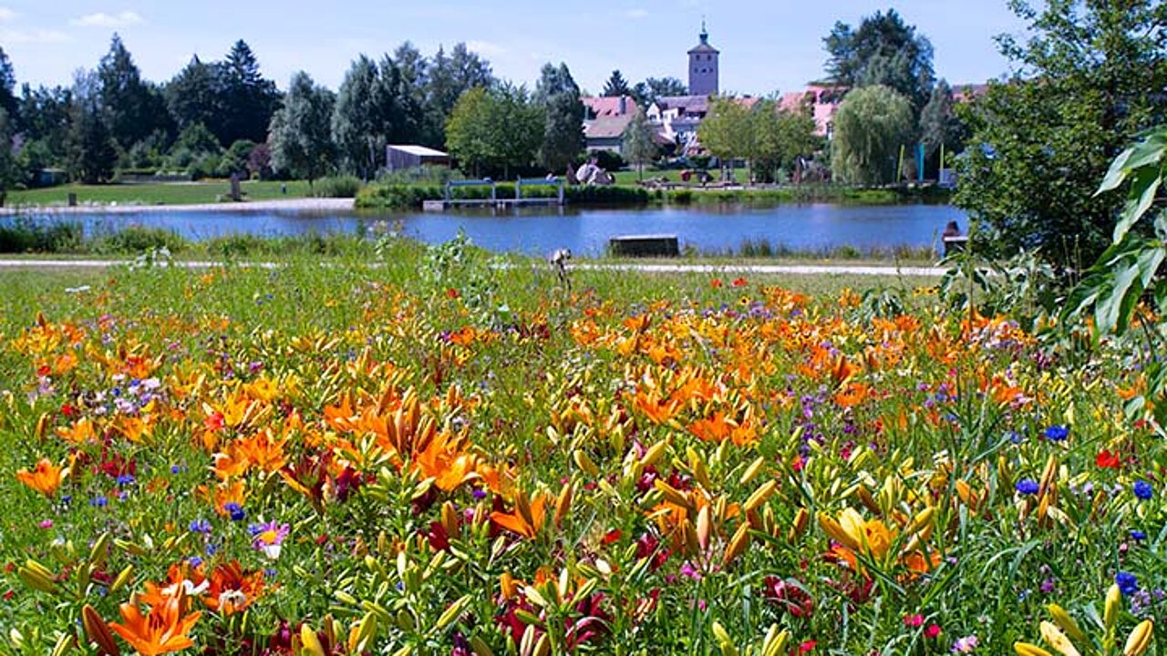 Wildblumenwiese