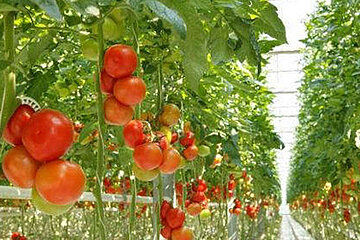 Tomatenpflanzen
