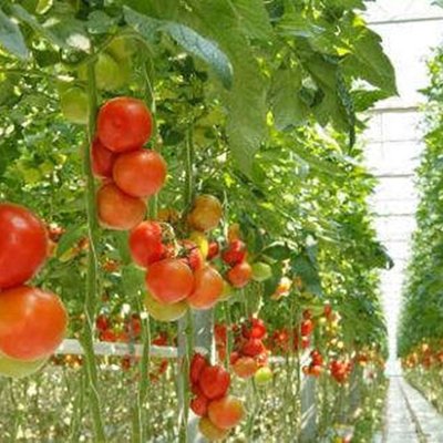 Tomatenpflanzen