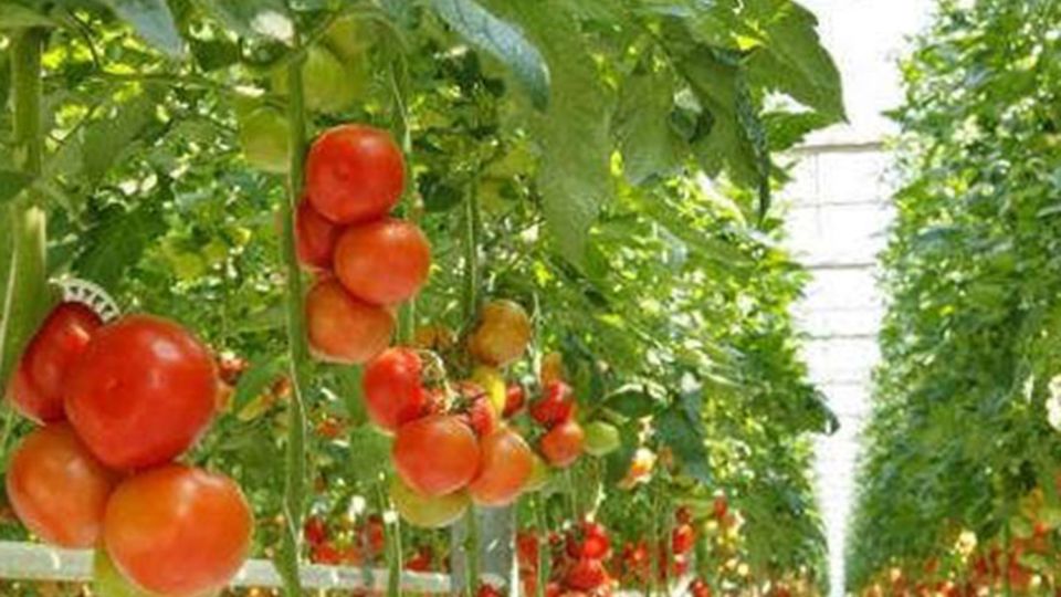 Tomatenpflanzen