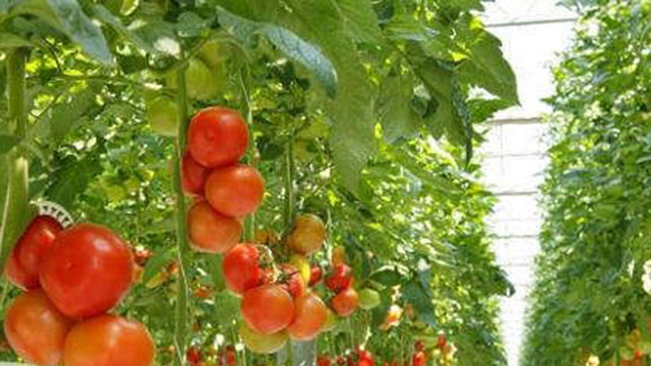 Tomatenpflanzen