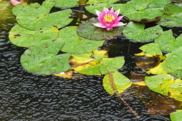 Seerose im Regen