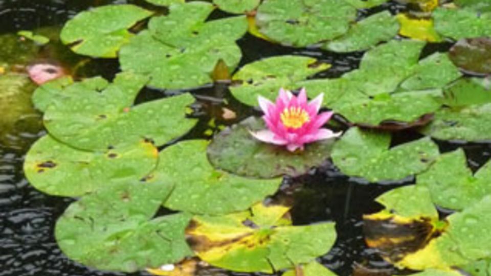 Seerose im Regen