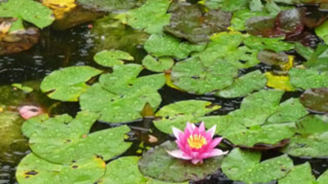Seerose im Regen