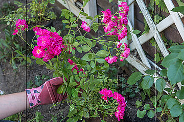 Rosen