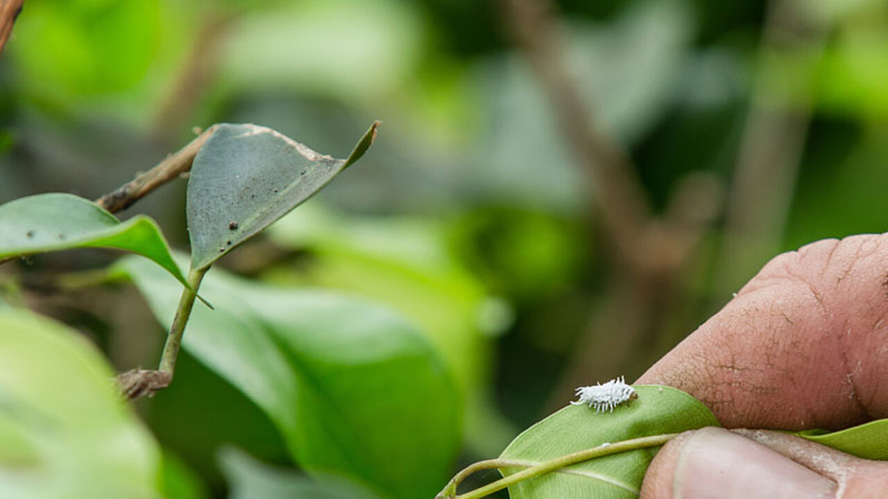 Cryptobug