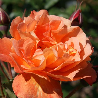 Rose Westerland
