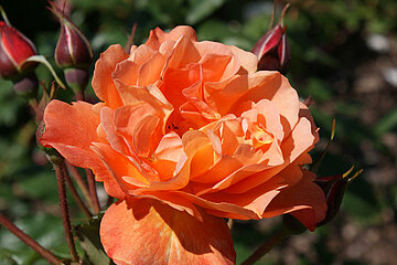 Rose Westerland