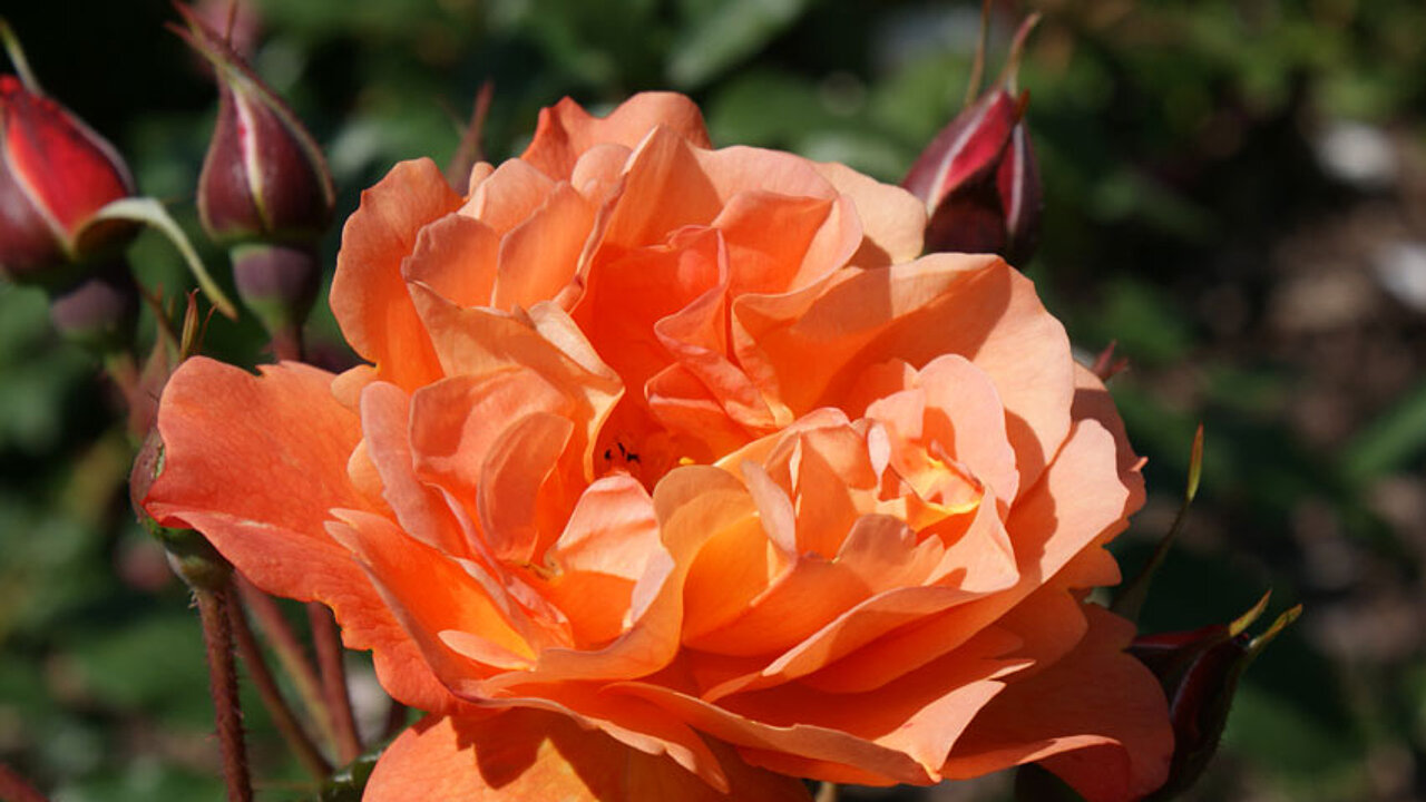 Rose Westerland