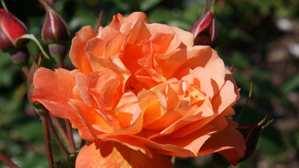 Rose Westerland