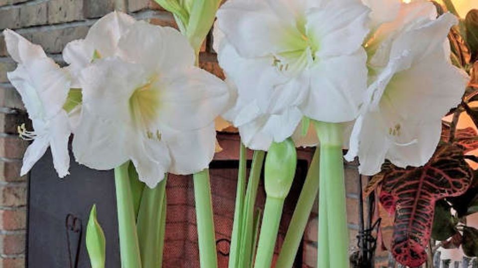 Amaryllis