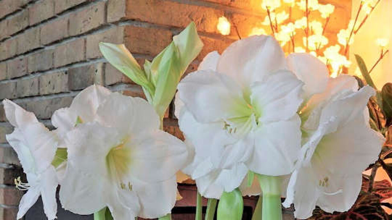 Amaryllis