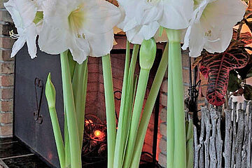 Amaryllis