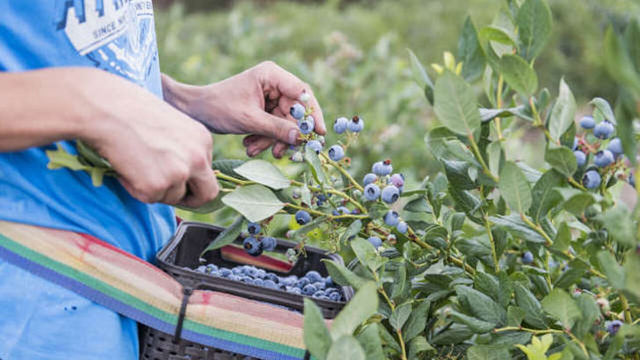 Blaubeeren