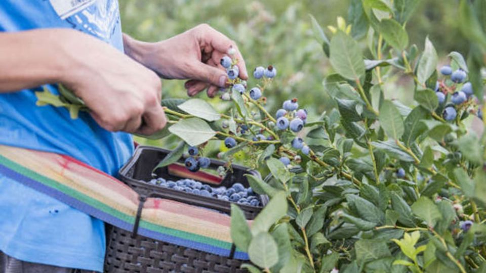 Blaubeeren