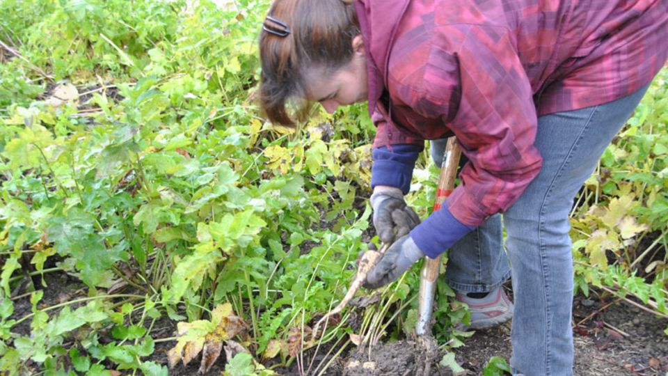 Gemüse aus dem eigenen Garten