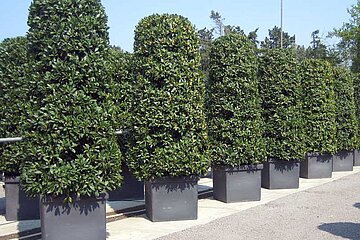Vlaamse laurier