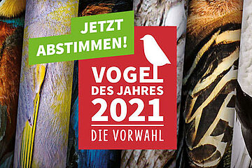 Vogel des Jahres