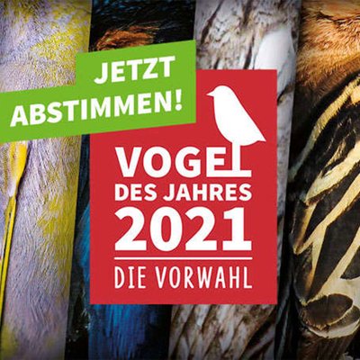Vogel des Jahres
